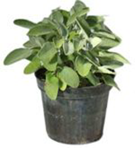 Image of Salvia in vaso 73091